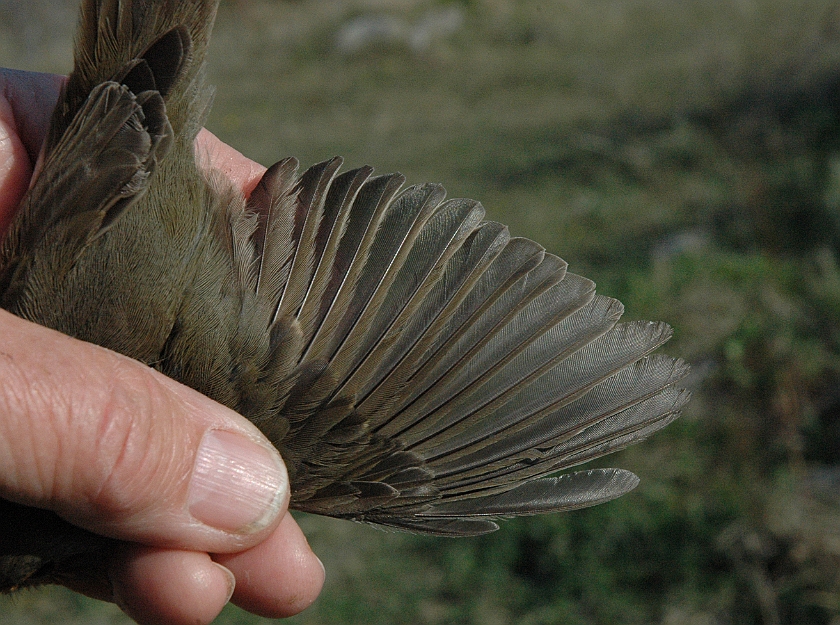 European Robin, Sundre